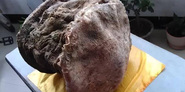 什么是太岁,不是植物也不是动物,这坨"肉"为何能价值?