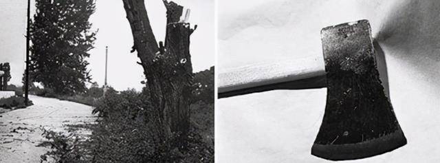 1976年,一颗人畜无害的"白杨树"成为引发大规模