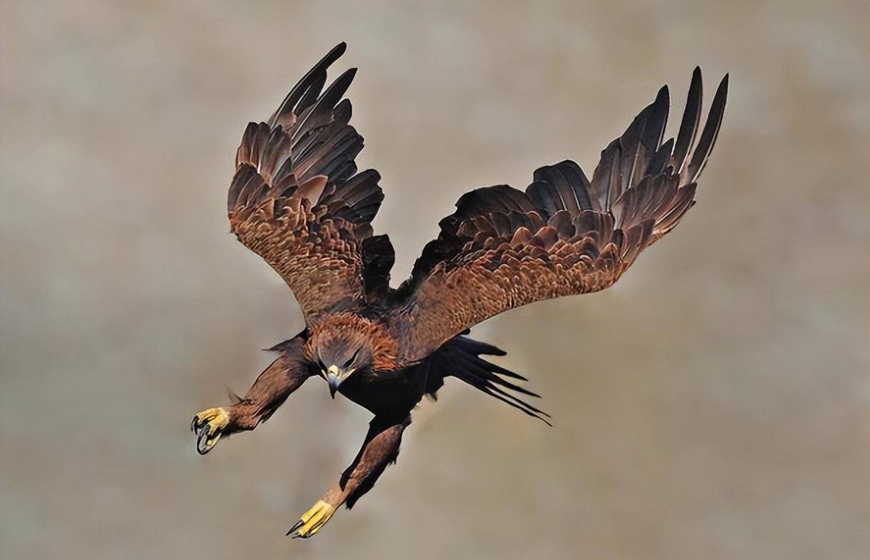 一只"金雕"追杀村民两年,真相暴露后,法院:村民将被判入刑_吴永田_那