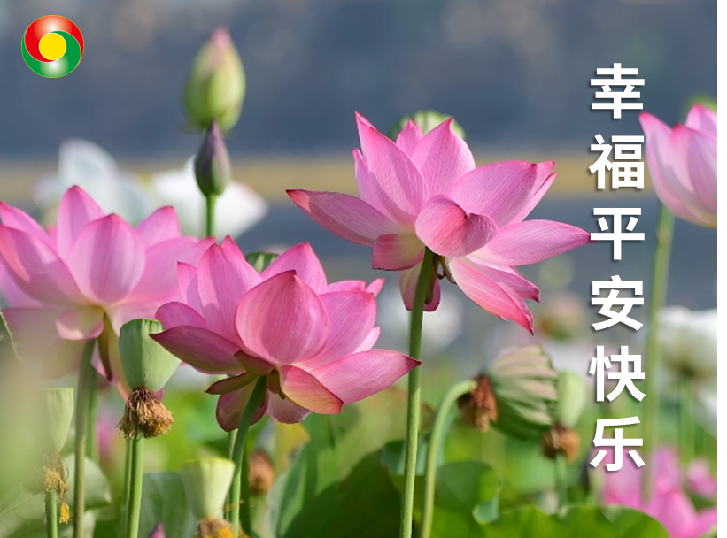 春节被刷屏,为啥爸妈会热爱"中老年表情包"?_年轻人_内心_荷花