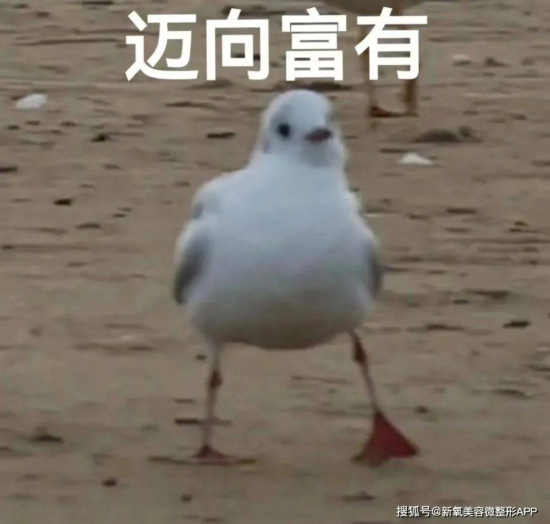 网友_改造_猴子