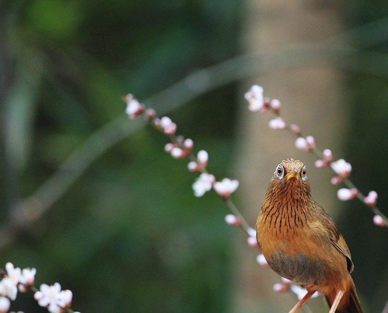 饲养画眉鸟应该注意什么?从这六个方面入手摆脱养鸟新手称号!