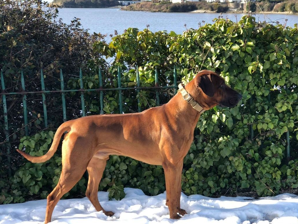 身披刀疤纹身的猛犬,24小时内不进水,人称沙漠骆驼,可