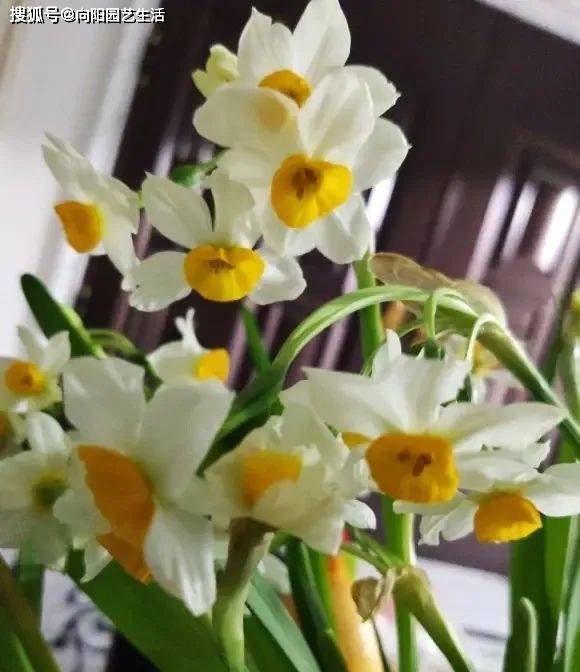 春节买的水仙花,花谢以后,改用土培养护,还能继续开花