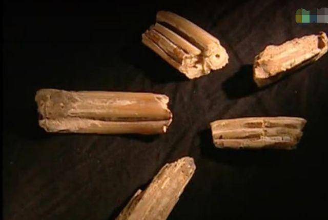 1934年营口发生坠龙事件,70年后有人上交"龙骨",龙真的存在吗_照片_龙