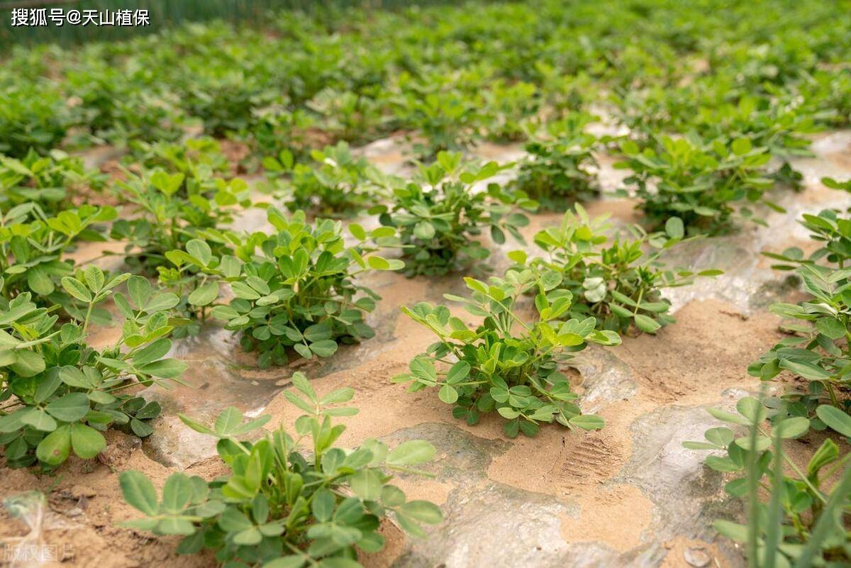 花生的種植時間和方法_進行_病蟲害_種子