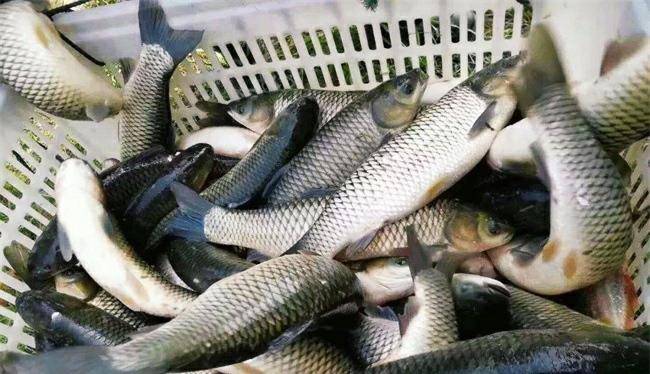 脆肉鲩就是草鱼,为何在养殖的过程中需要喂蚕豆,有科学依据吗?