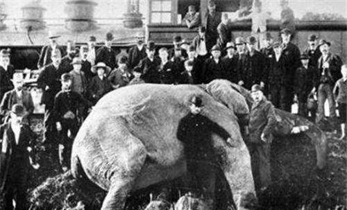 百年前,一头母象被判处绞刑,用起重机将其吊死,场面