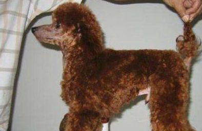 泰迪犬若有这5个特点,不是纯种的哦,你知道吗?_毛发
