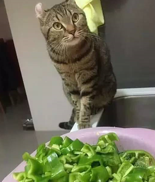 猫咪偷吃辣椒,感觉灵魂得到升华,主人被逗乐_菜篮子