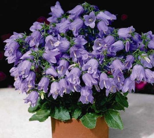 刚买的风铃草就变成这副模样,一狠心把花卸掉,不久后!