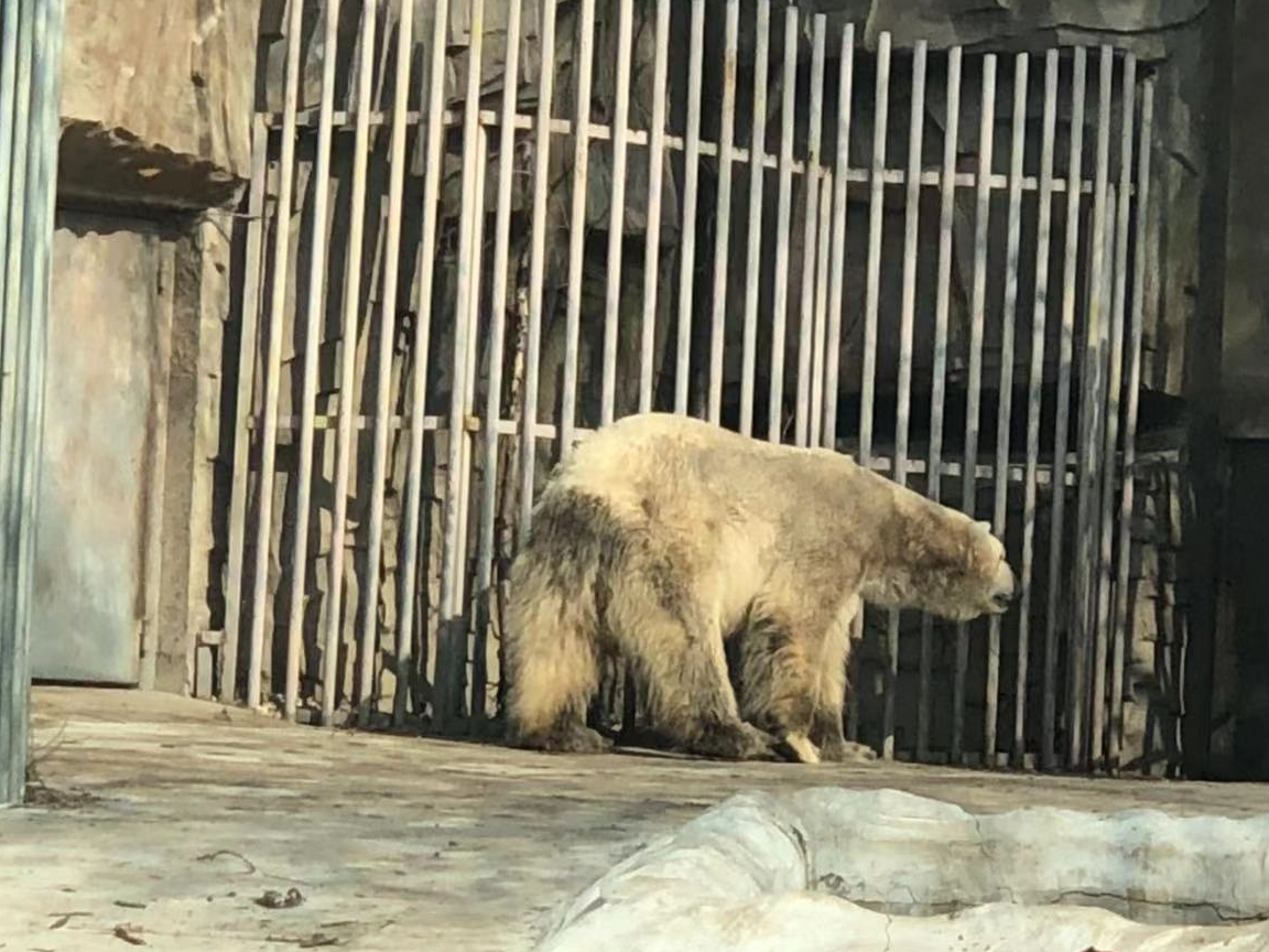 2007年,北京建造展西路高架桥,动物园拆除了部分熊山,部分猴山以及