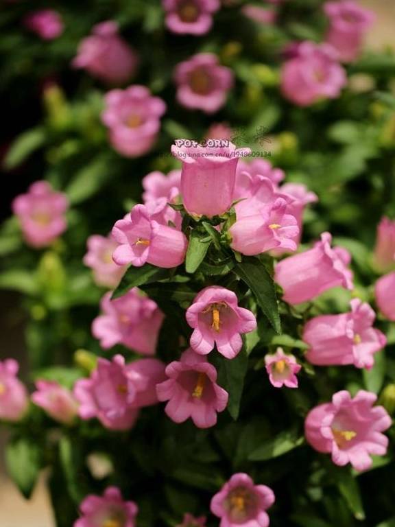 刚买的风铃草就变成这副模样,一狠心把花卸掉,不久后!