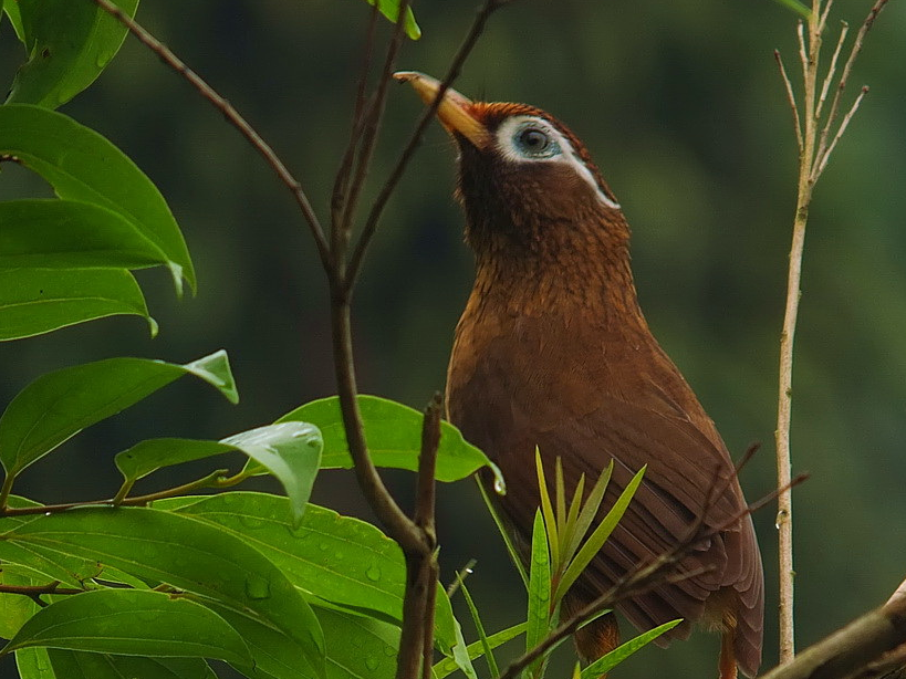 饲养画眉鸟要注意这5个不要!_食物