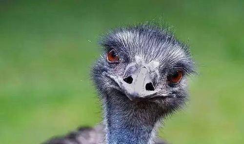 20000只鸸鹋横扫澳洲,军队用机枪疯狂扫射,1万发子弹