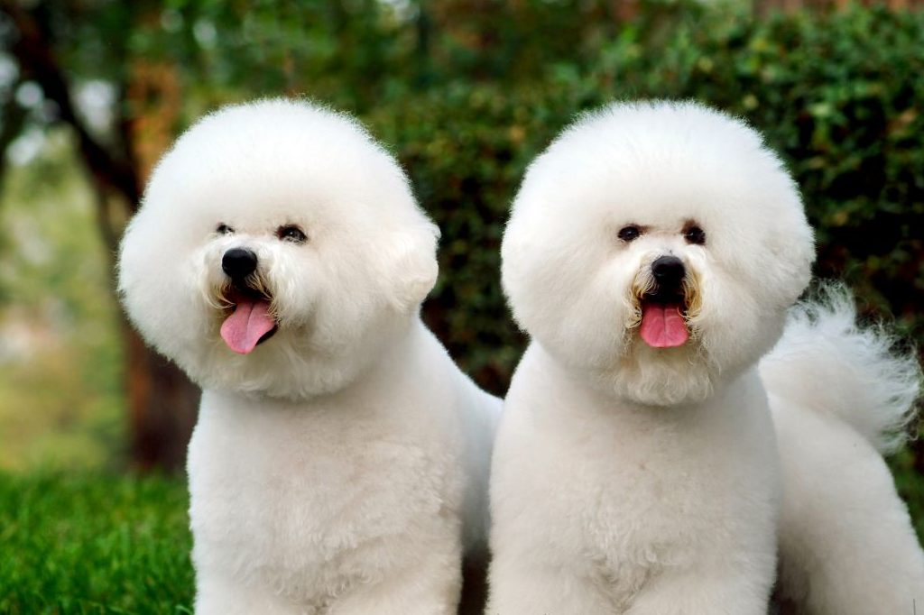 最适合孩子养的狗狗,比熊犬上榜,熊孩子都轻松搞定_理由_造型_家庭