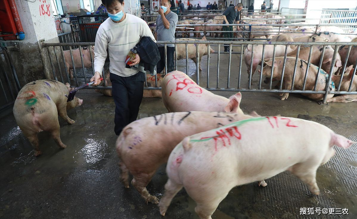 高卖猪,避免盲目压栏,尤其是,节后中大猪刚需不足,大猪可考虑落袋而安