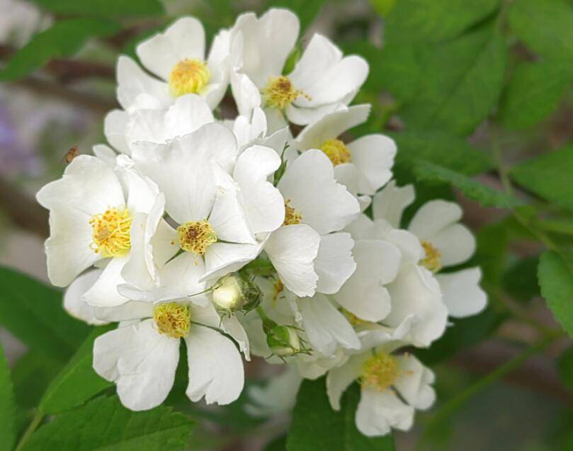 篱边开尽野蔷薇_wm_html_cn