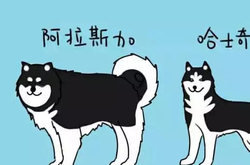 哈士奇:别再把我跟阿拉斯加认错了,我跟它有三种差别