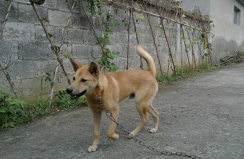 中华田园犬的优点和缺点,中华田园犬怎么训练比较好!_