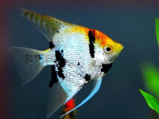 常见的鲶科的观赏鱼2:熊猫鼠,小精灵,印第安鼠,直升机