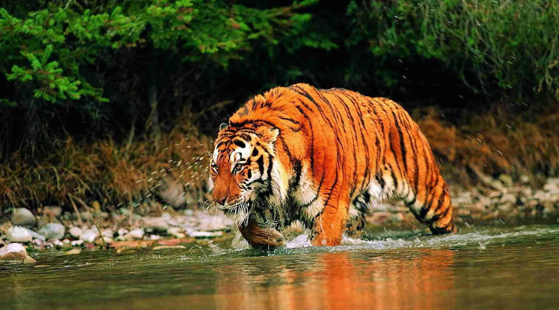 和孟加拉国;苏门答腊虎,仅生活在印度尼西亚所属的苏门答腊岛;爪哇虎