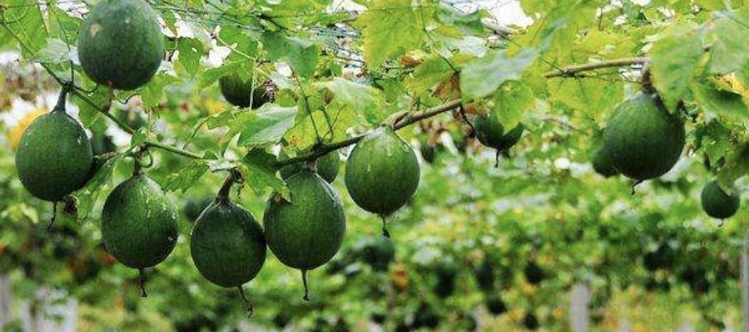 治疗急性乳腺炎全栝楼45克,水500毫升,用小火煎煮30分钟左右取汁200