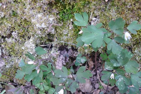 它是农民的救命草,却被叫作"老鼠屎",如今成了摇钱树,一斤50_东西