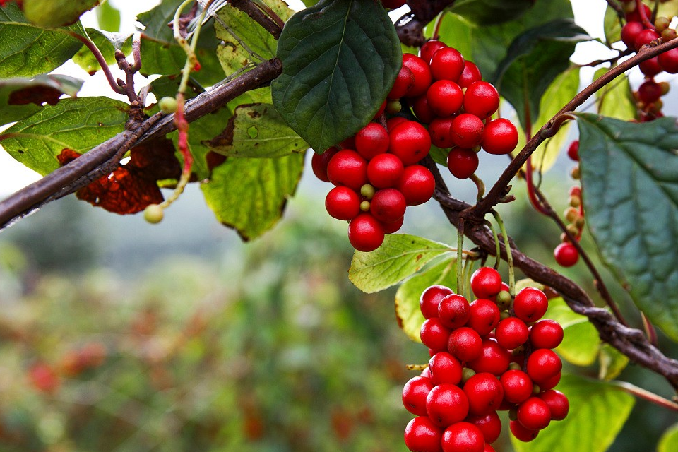 它就是很多人都不认识,但听过名字的"五味子",五味子顾名思义就是五种