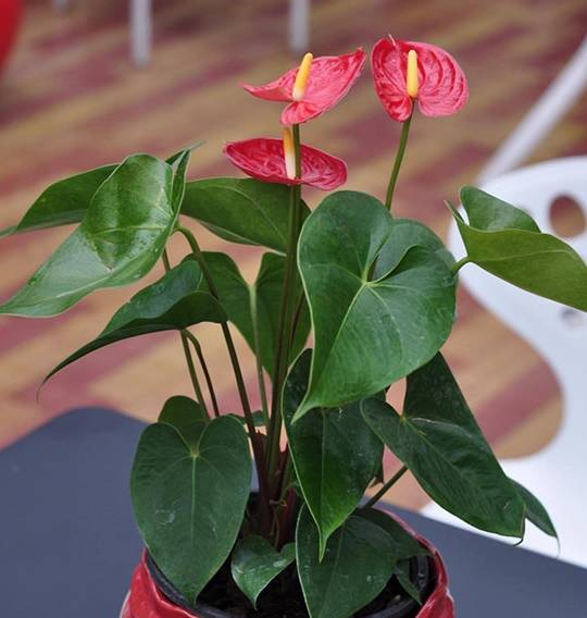 壁纸 花 盆景 盆栽 植物 桌面 540_568