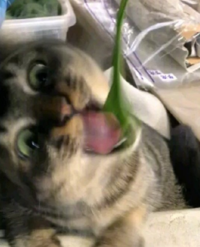 岛国推上再次举办:谁拍猫拍的最烂比赛,第9张彻底憋不