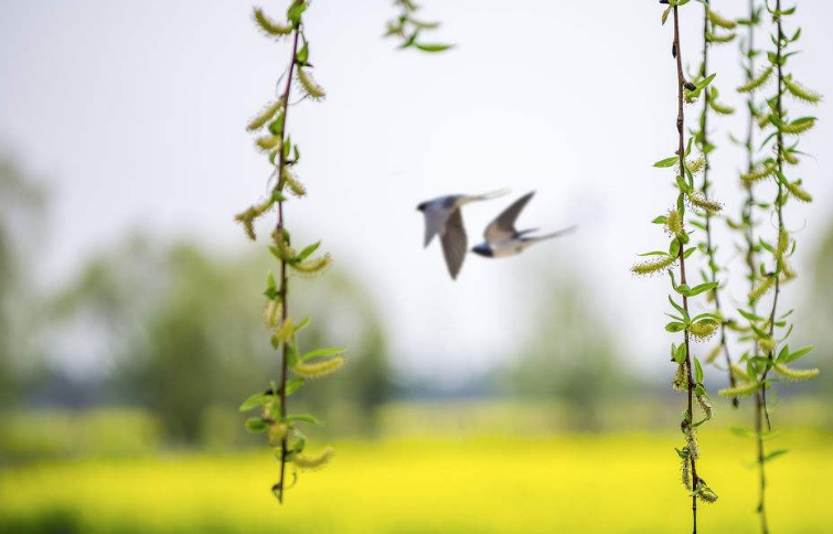 吃,穿透我们一生的长度_庄稼_包谷_记忆