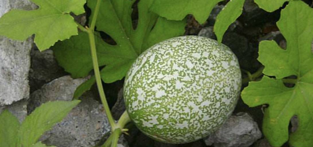 开始,渐有栝楼皮,栝楼仁分别入药,栝楼皮和栝楼仁均有清肺化痰的功效