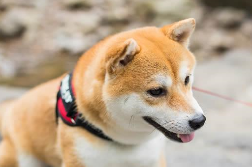 世界十大富豪明星爱养犬种 有钱人养什么宠物狗_柴犬