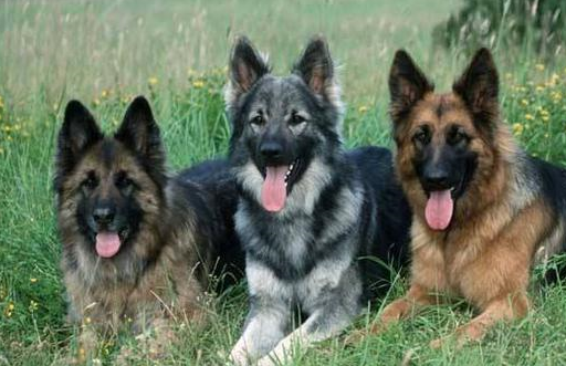 4,需要抽时间陪陪狗狗别看德牧是护卫犬,但是对于主人粘人程度也是