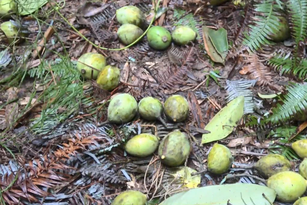 冬天下雨打霜之后,山上的竹节果就全部成熟了,赶紧摘