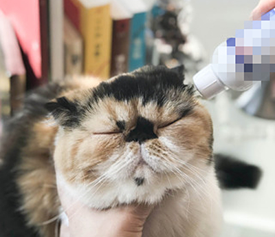 养宠经验:净梵猫的耳螨一直挠,猫咪的耳螨都会挠吗