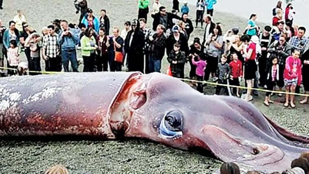 寿命只有一年半,却能长到400公斤,挑战抹香鲸!_大王_眼睛_深海