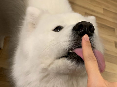 萨摩耶软糖为吃奶油蛋糕不顾形象,样子十分搞笑,妈妈:特别满足_狗狗