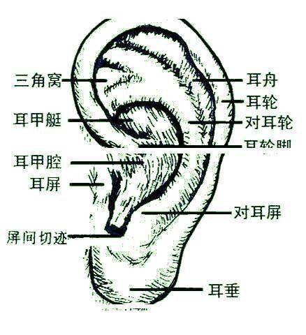 具體做法:食指和中指塞進耳窩,從反面托住降壓溝,拇指指腹沿著降壓溝