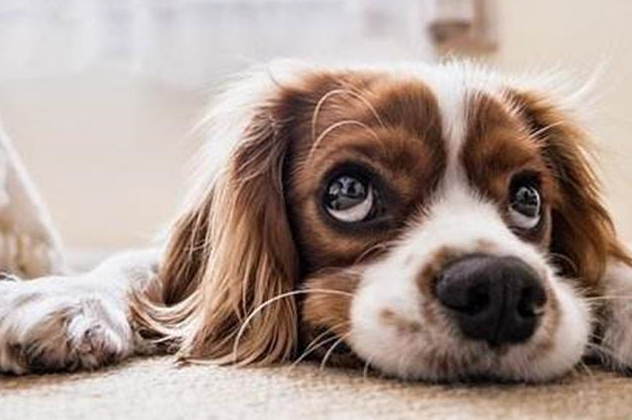 裤子上都会有狗狗定制的爪印,没一条裤子是干净的,因为都会被狗扒拉的