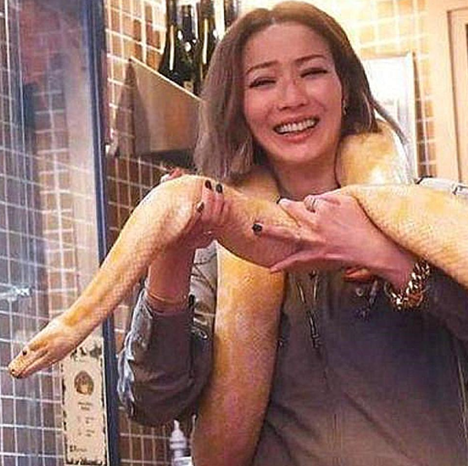 被郑秀文缠在脖子上的黄金大蟒蛇 究竟危不危险?_驯养