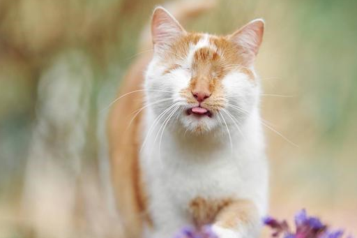 壁纸 动物 猫 猫咪 小猫 桌面 512_341