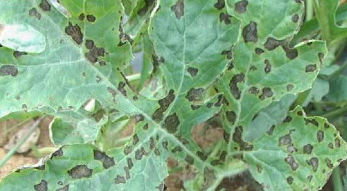 强大的杀伤力也让英国政府坚定了使用炭疽炸弹攻击德国的决心.