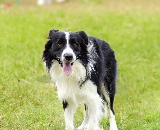 最忠诚的5种狗,养了它们绝对不后悔!你家主子上榜了吗