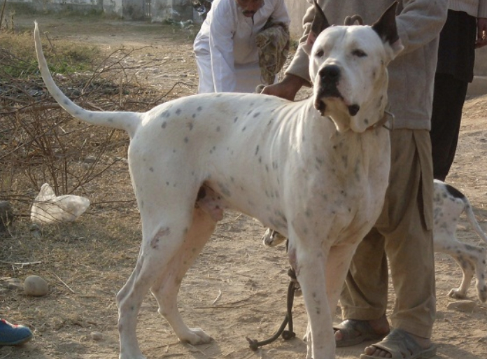或者是古波斯獒犬与其它大型猛犬杂交的后代,它在历史上属于巴基斯坦