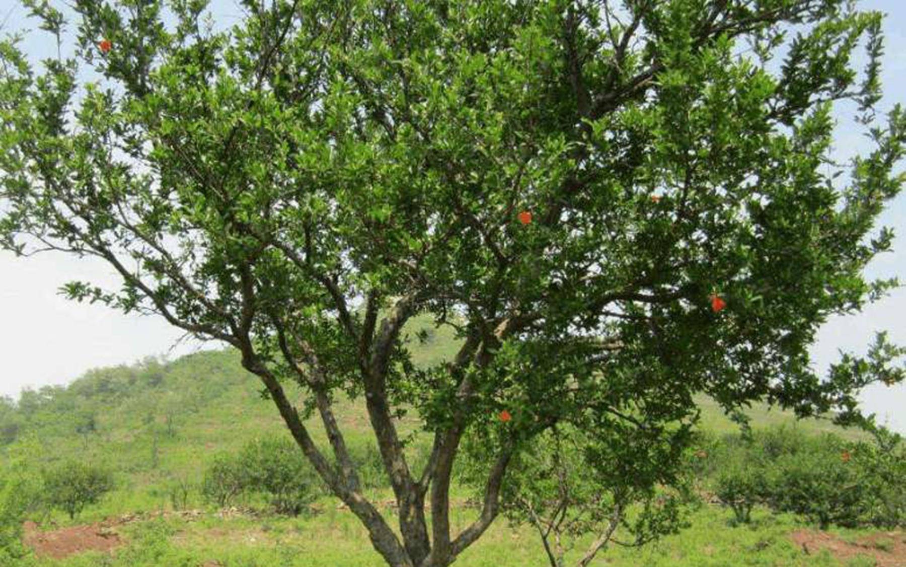 秦始皇陵地宫入口是如何寻找到的?专家:多亏了这颗___