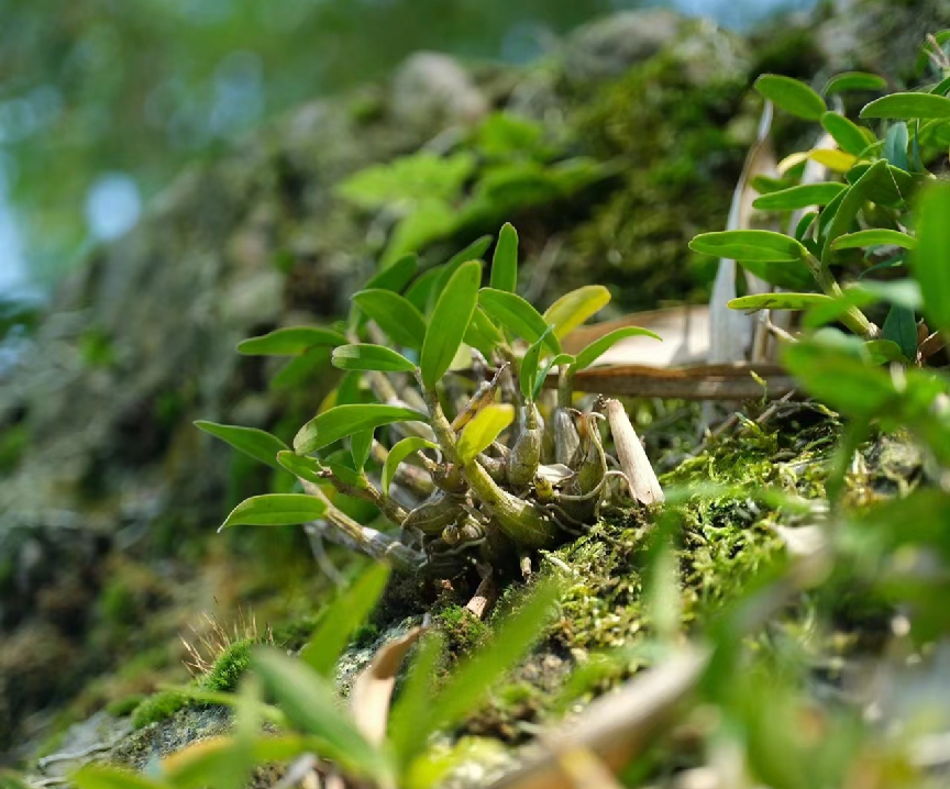 那个品牌的铁皮石斛好,全方位影响力解析!_种植_大