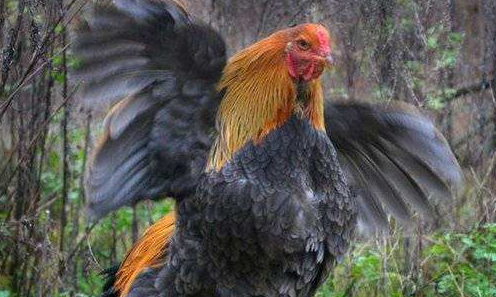 世界上最大"霸王鸡",公鸡中的战斗鸡,一米二的个子不是吹的!