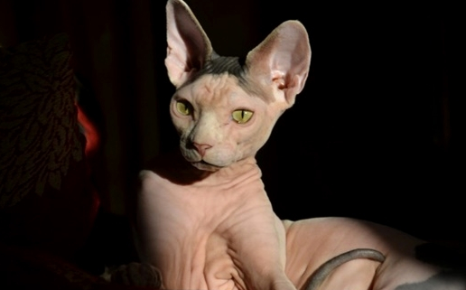 对猫毛过敏的人养无毛猫就不过敏?错,可能会更加过敏_猫咪_物质_人们